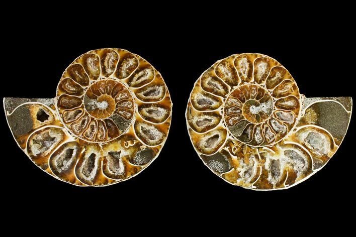 Cut & Polished Ammonite Fossil (Anapuzosia?) - Madagascar #146236